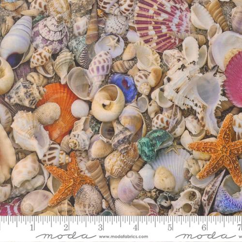Saltwater - Quilting Cotton Fabric - Novelty Sea Shells - Shell